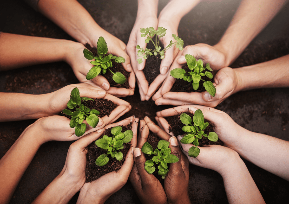 Hands hold small plants